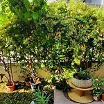 Holiday home Yellow House Mamaia Nord *